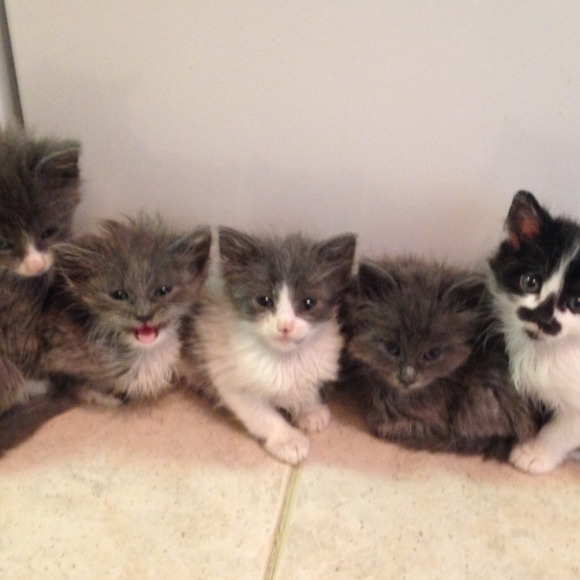 Meet your Posher, Karolyn - Picture 1 of 1